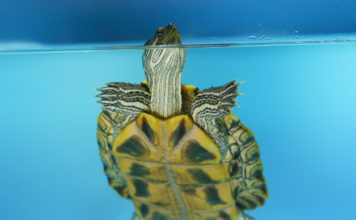 Come costruire una tartarughiera 1162 0 Come costruire una tartarughiera